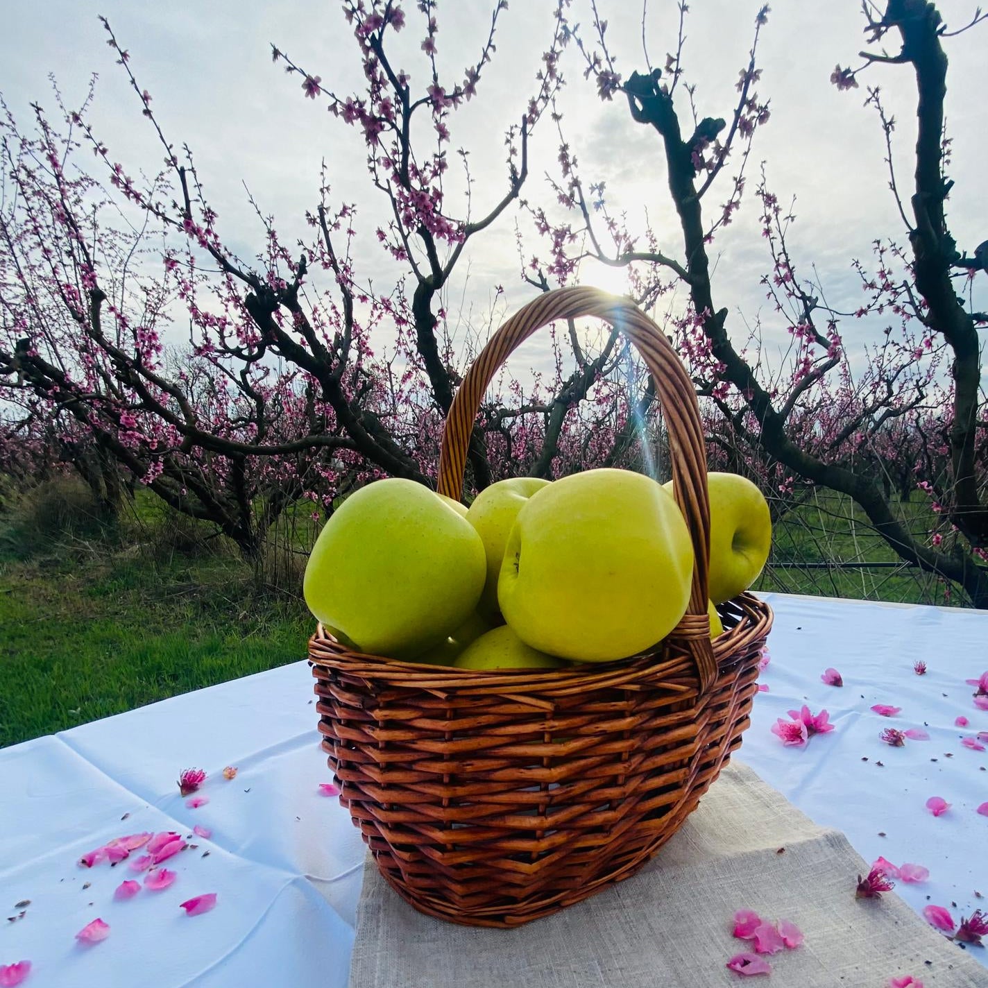 Manzana Golden