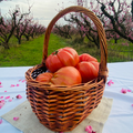 Tomate Rosa