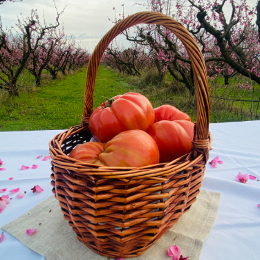 Tomate Rosa