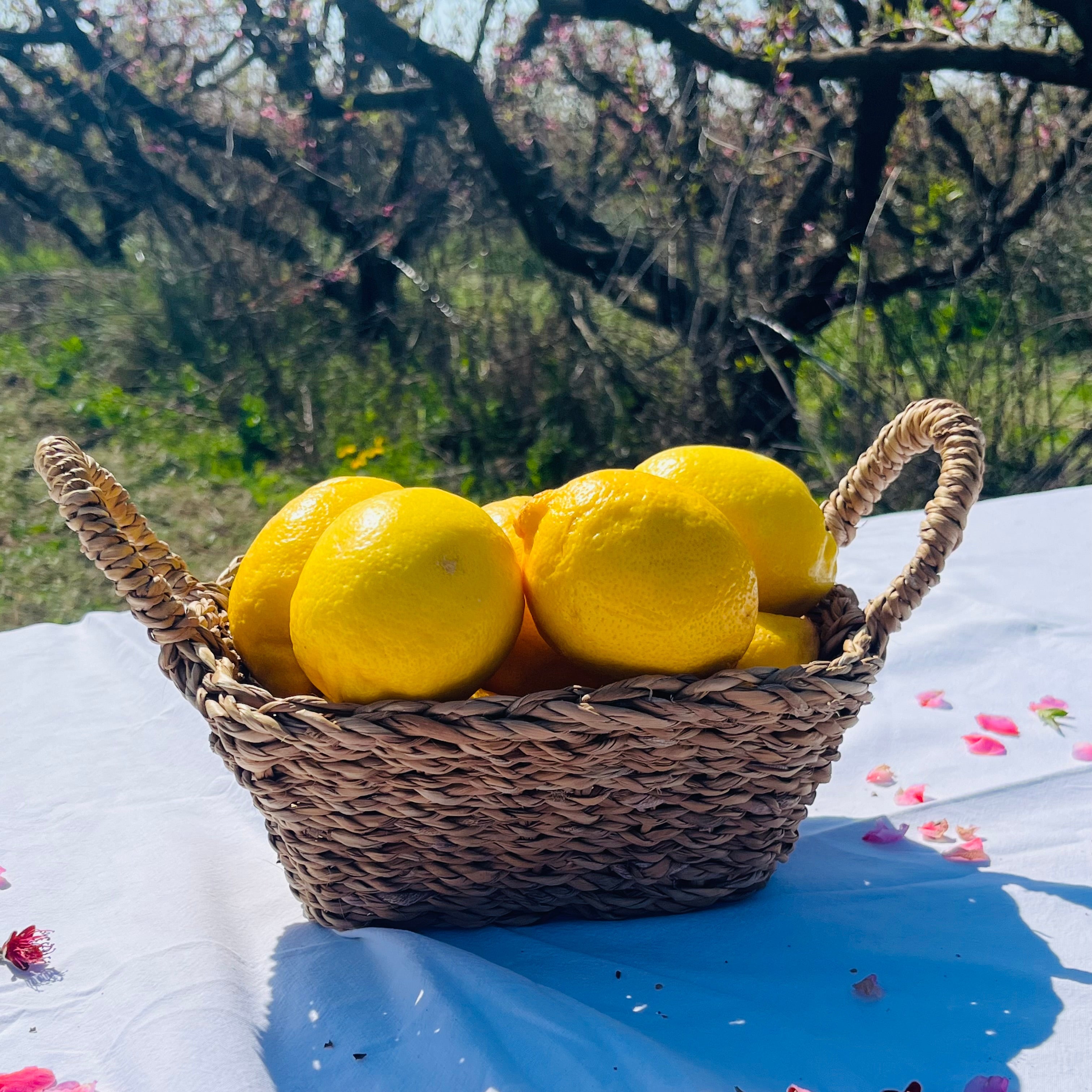 Limón