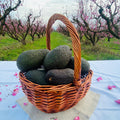 Aguacate
