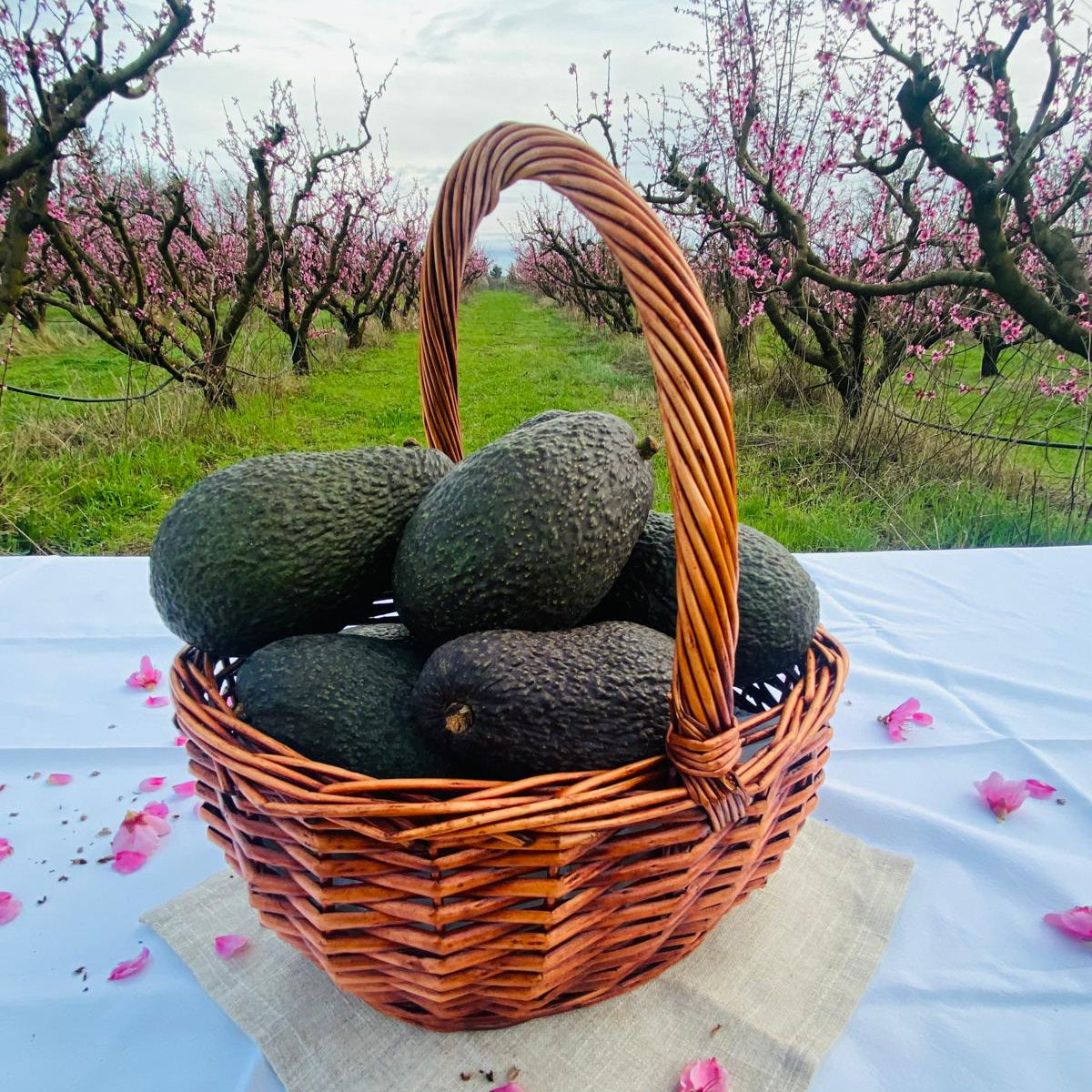 Aguacate