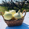 Cebolla Dulce