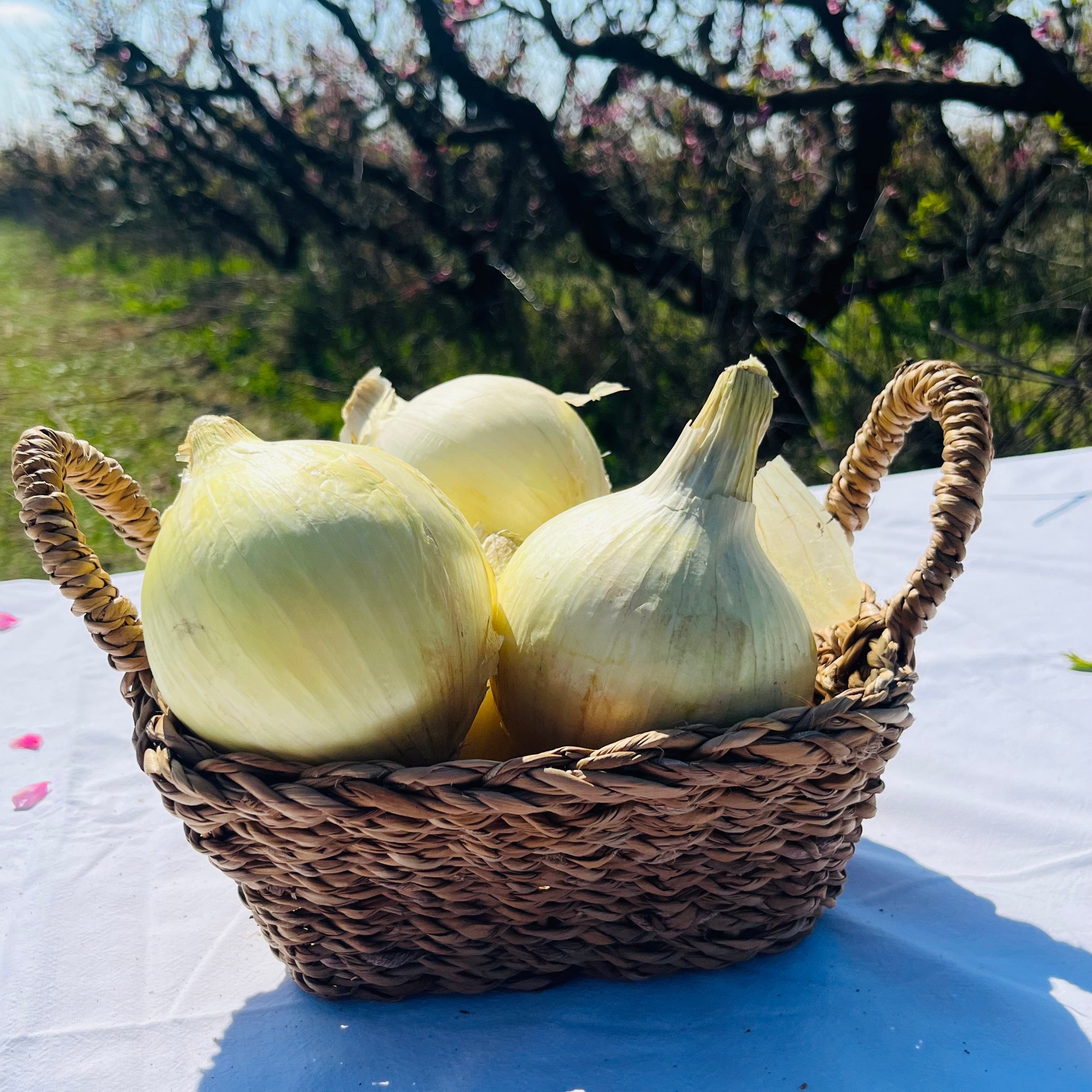 Cebolla Dulce