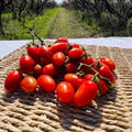 Tomate Cherry