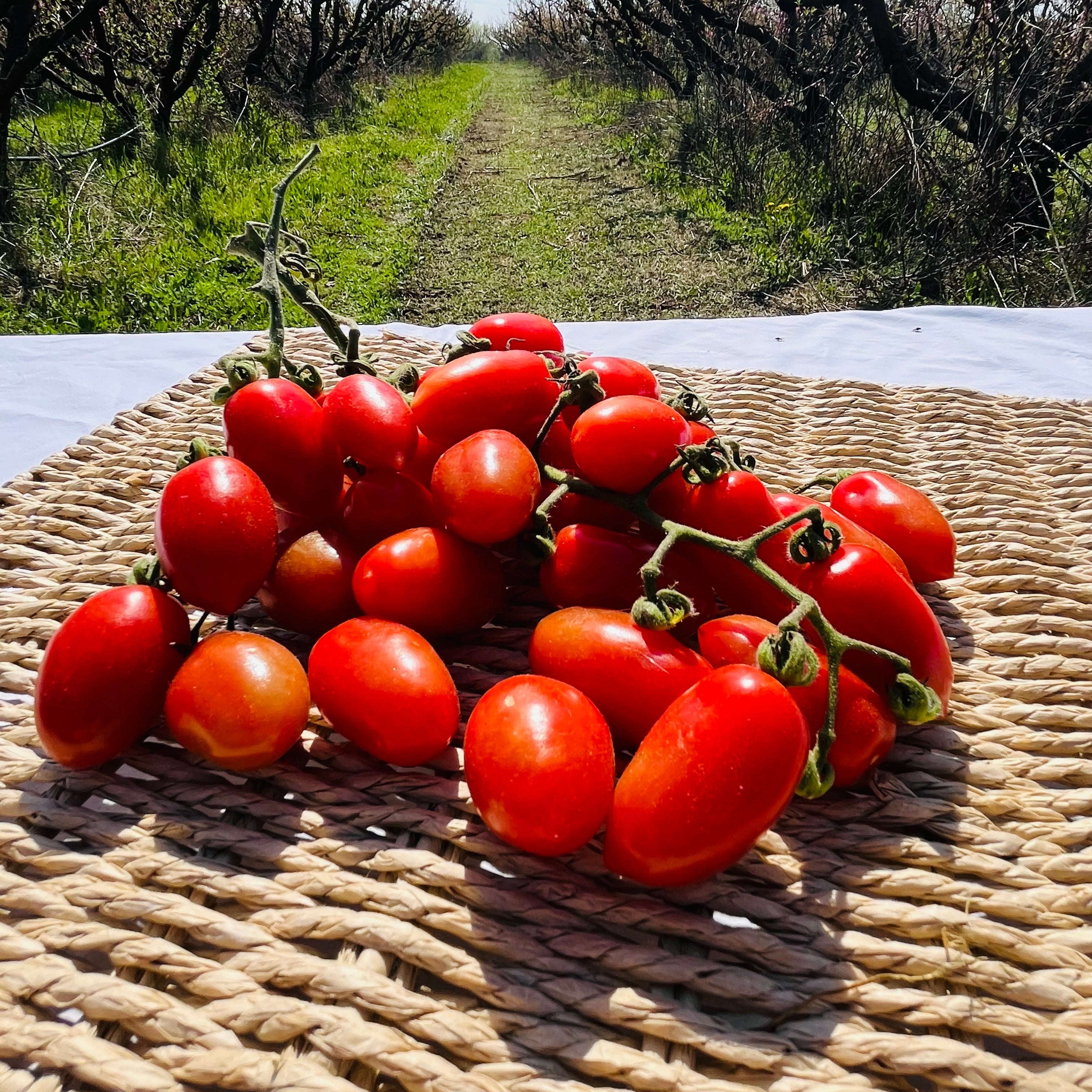 Tomate Cherry