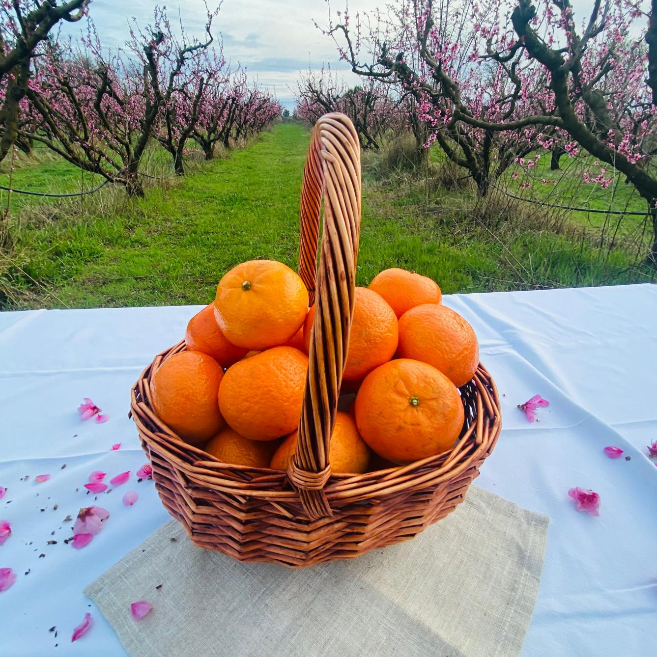 Mandarina