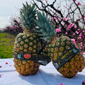 Piña