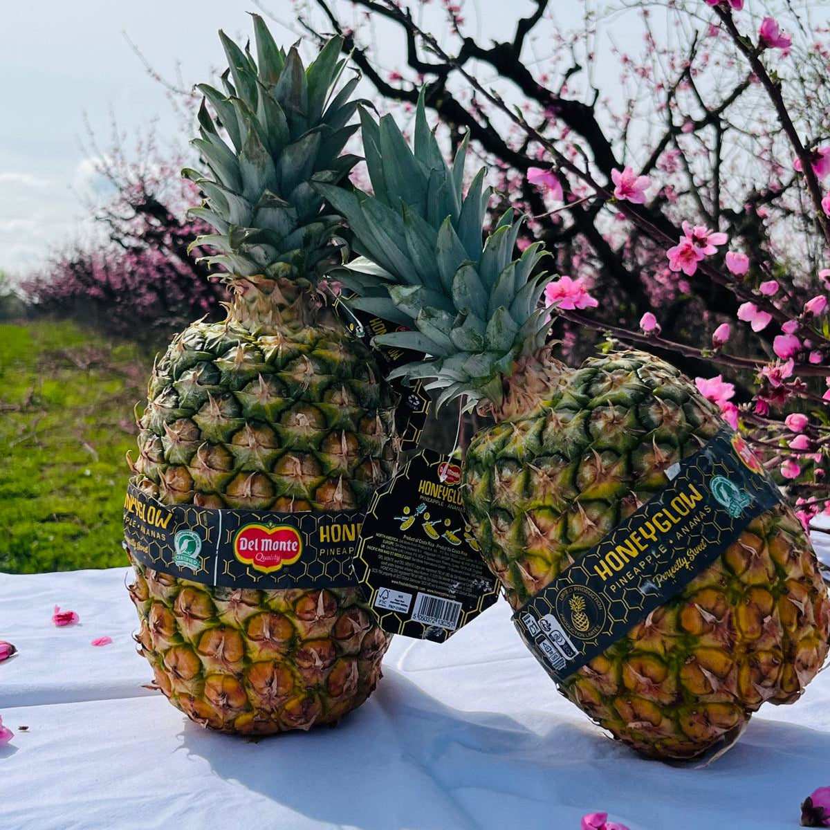 Piña
