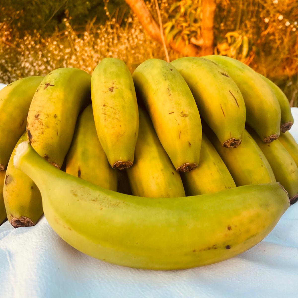 Plátano De Canarias